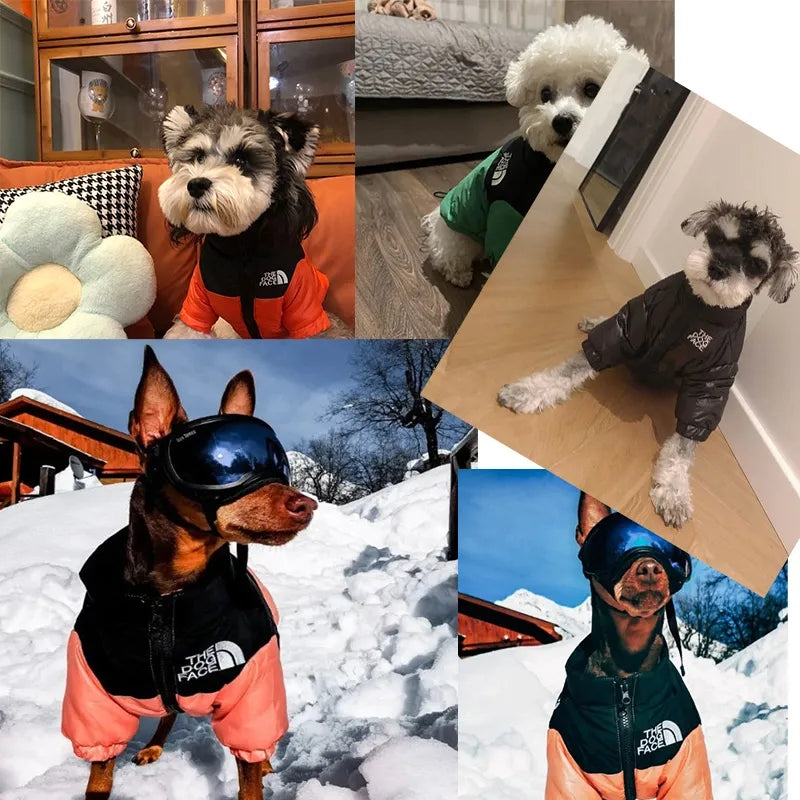 Jaqueta Dog Rocky™ | Roupa Para Cachorro